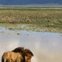 Tanzania, Ngorongoro Crater. Lions after mating